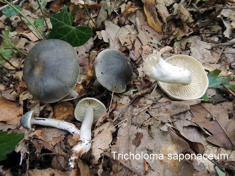 Tricholoma saponaceum-amf1842.jpg - Tricholoma saponaceum ; Syn: Gyrophila saponacea ; Non français: Tricholome à odeur de savon